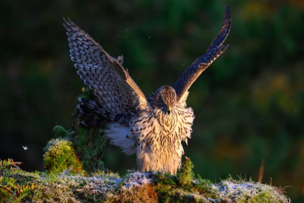 A young goshawk spreading wings
