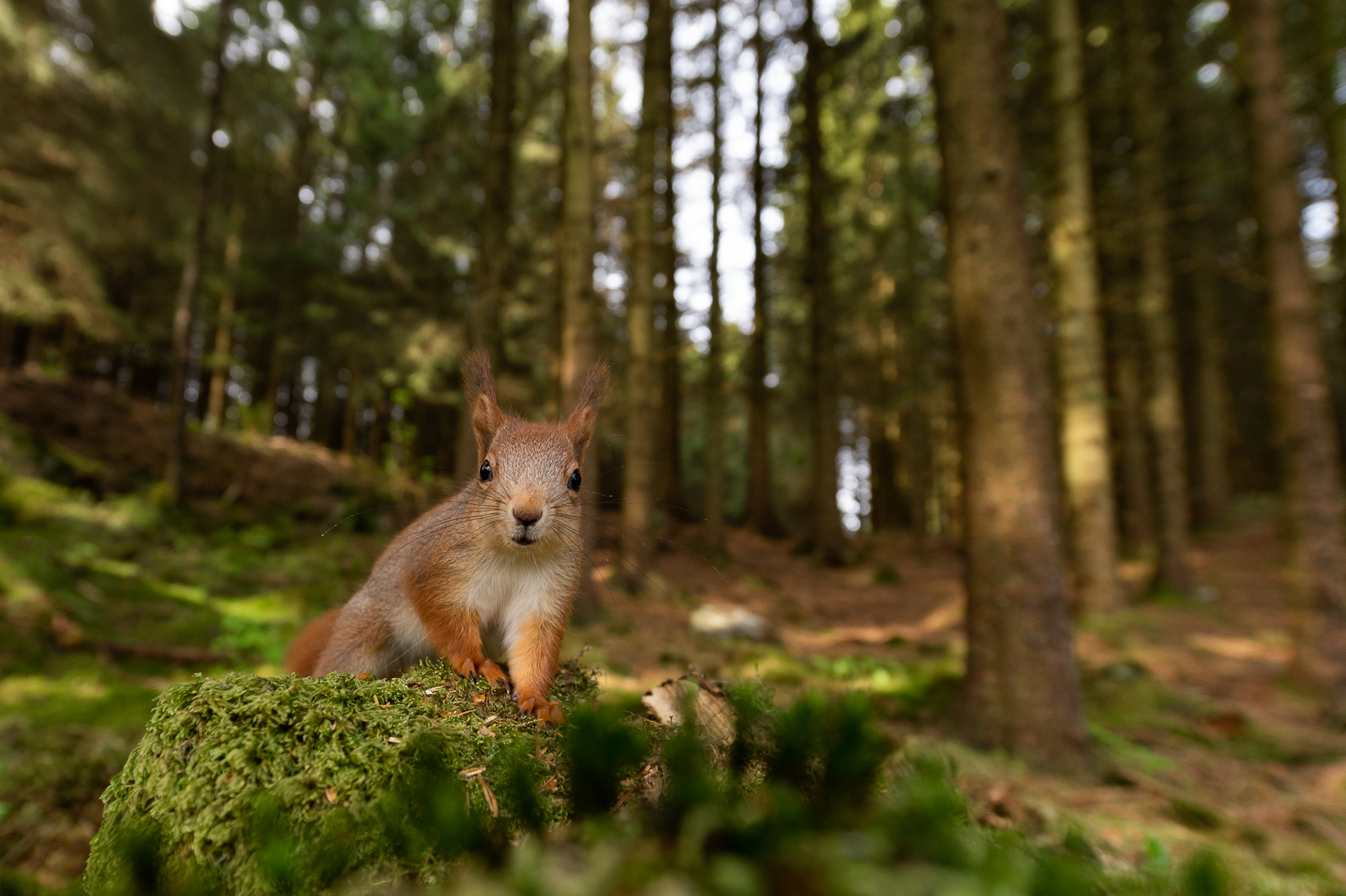 Squirrel with a wide view