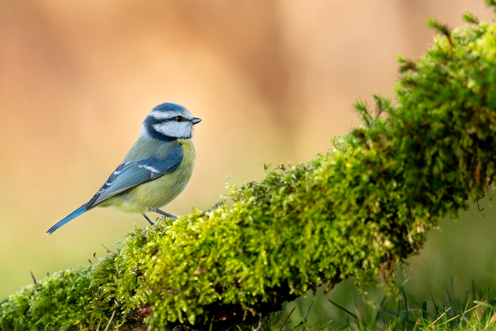 Blue tit in the garden