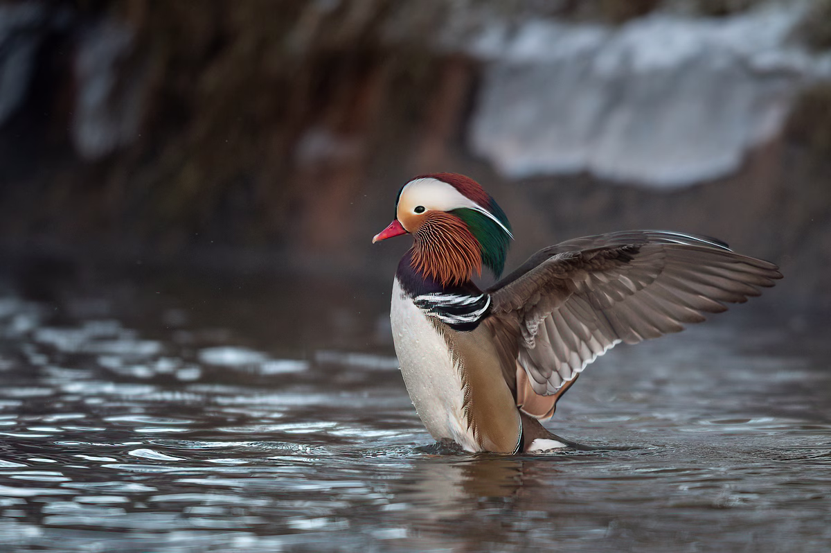 Mandarin duck stretching his wings