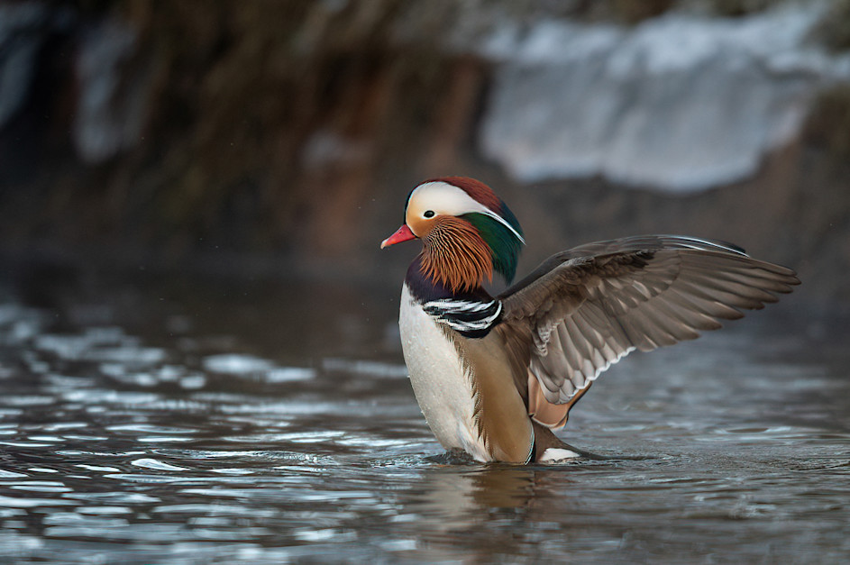 Mandarin duck stretching his wings - Filip Blaauw Photography