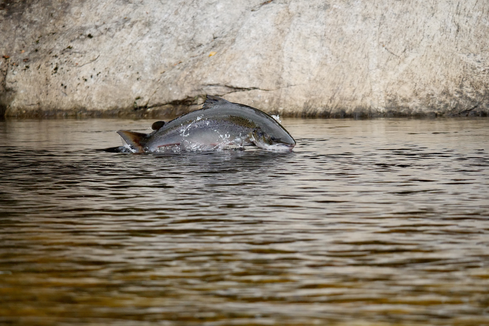 Salmon jumping in Dirdal