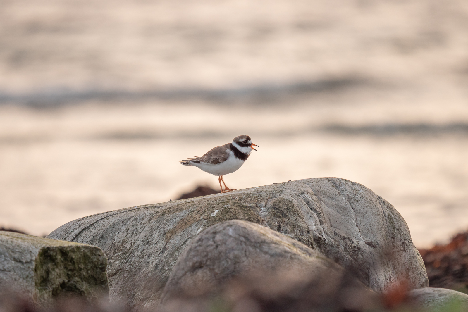 Ringed plover on stone