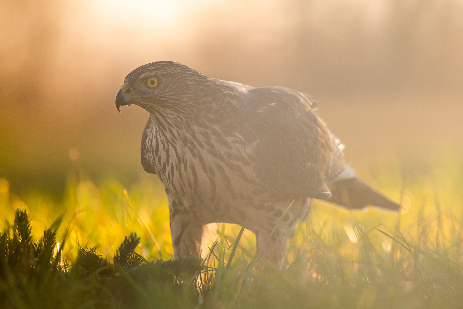 Goshawk in backlight #3