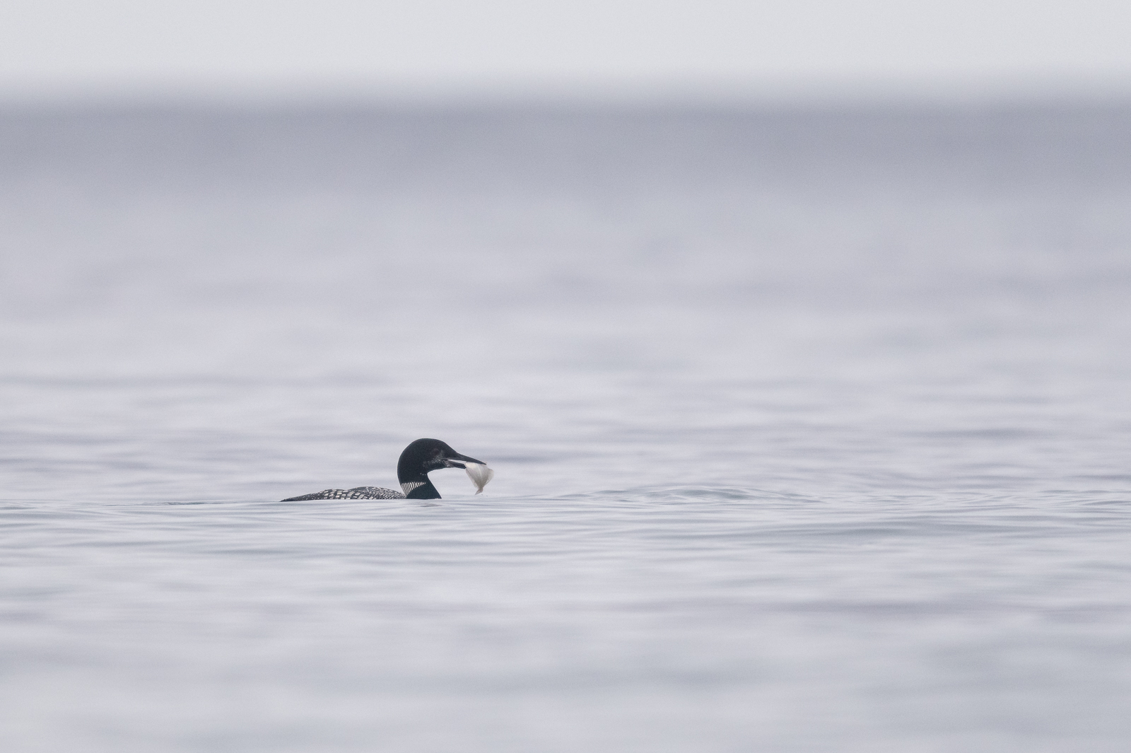Common loon catching flatfish