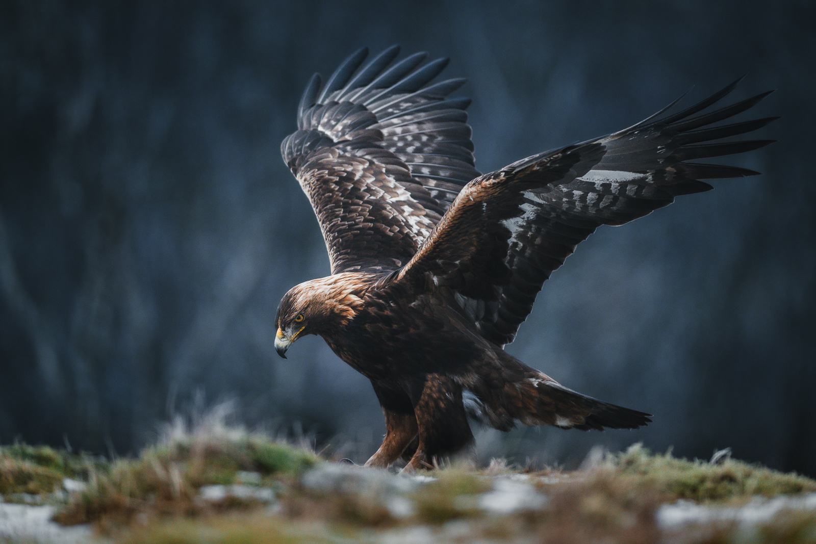 The adult golden eagle in moody light