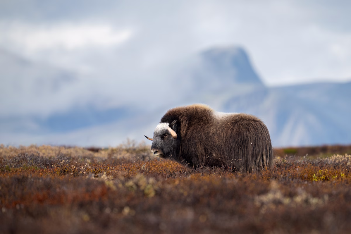 Muskox in front of Snøhetta on Dovrefjell