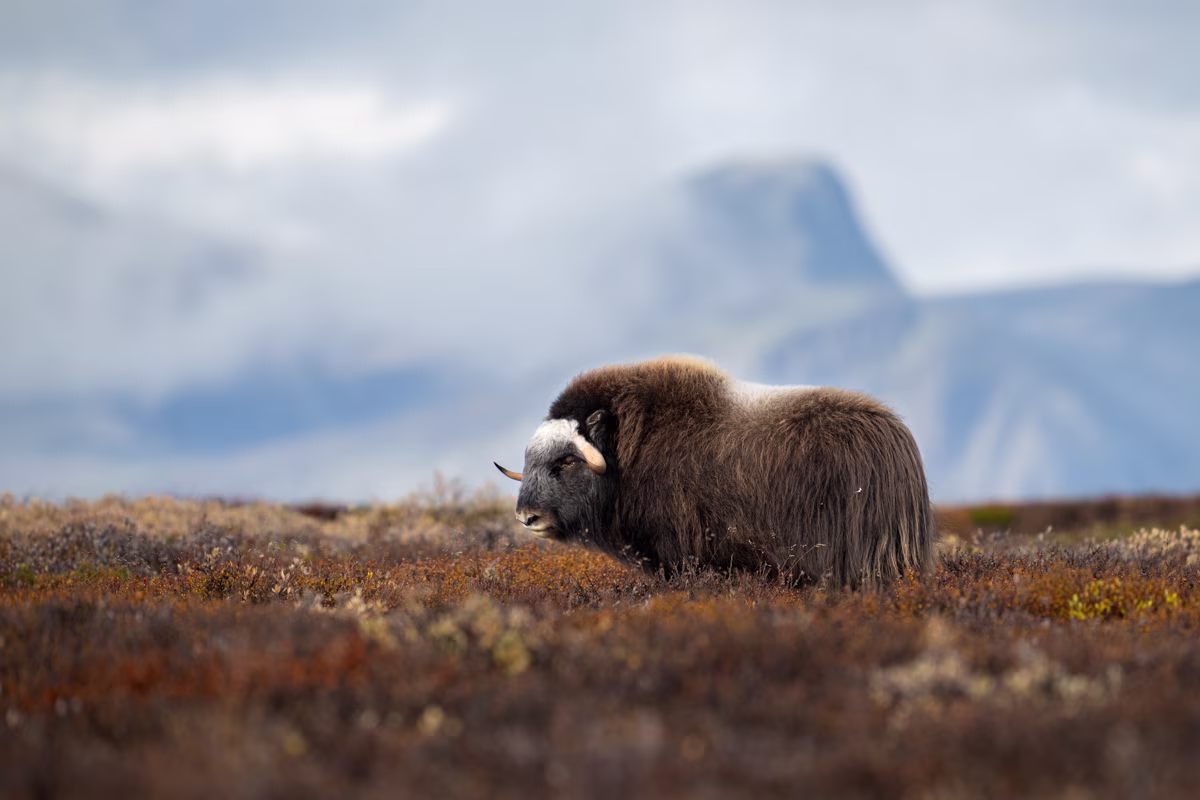 Muskox in front of Snøhetta on Dovrefjell