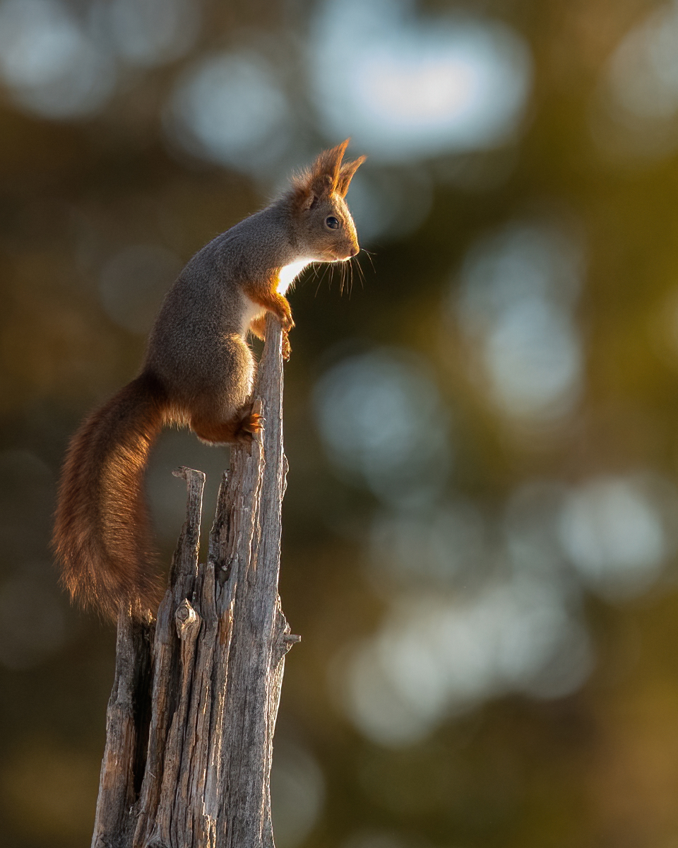 Squirrel on top of the log