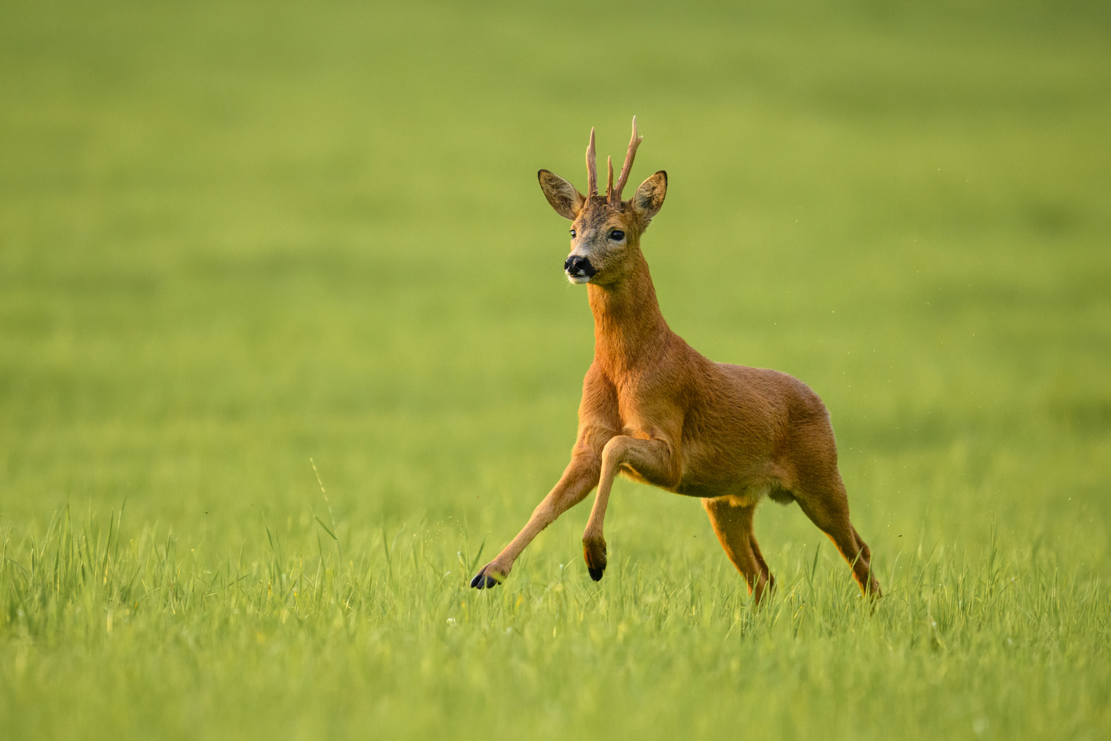 Roe deer buck running in the grass