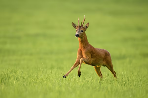 Roe deer buck running in the grass