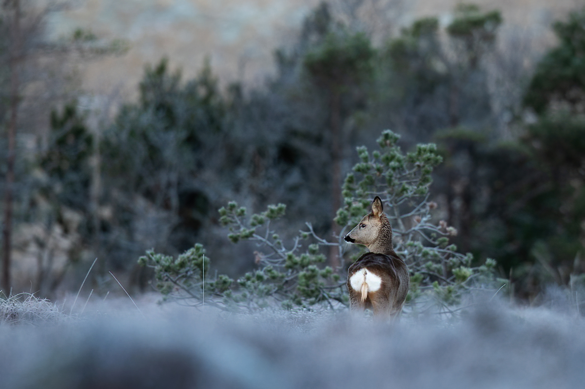 Roe deer looking over a frosty meadow