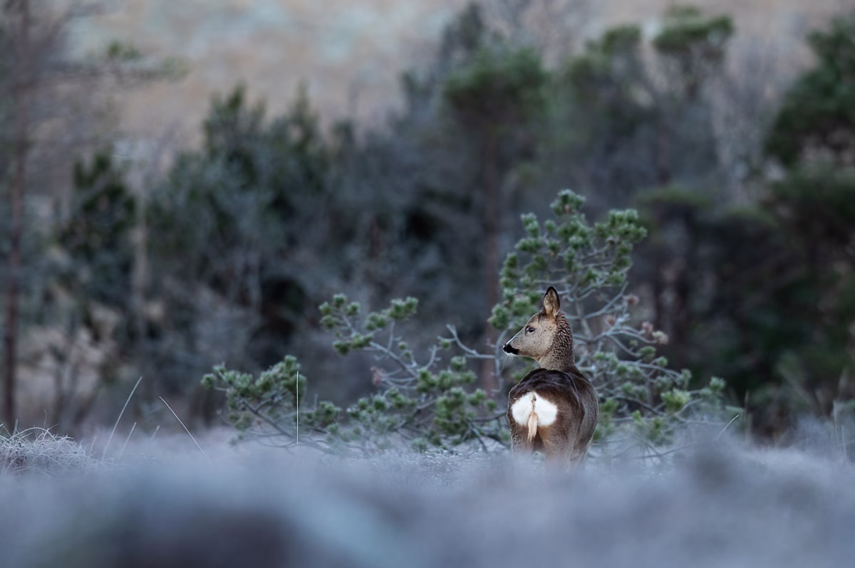 Roe deer looking over a frosty meadow