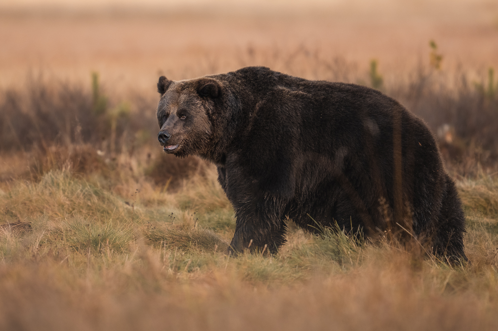 The brown bear wandering on the marsh