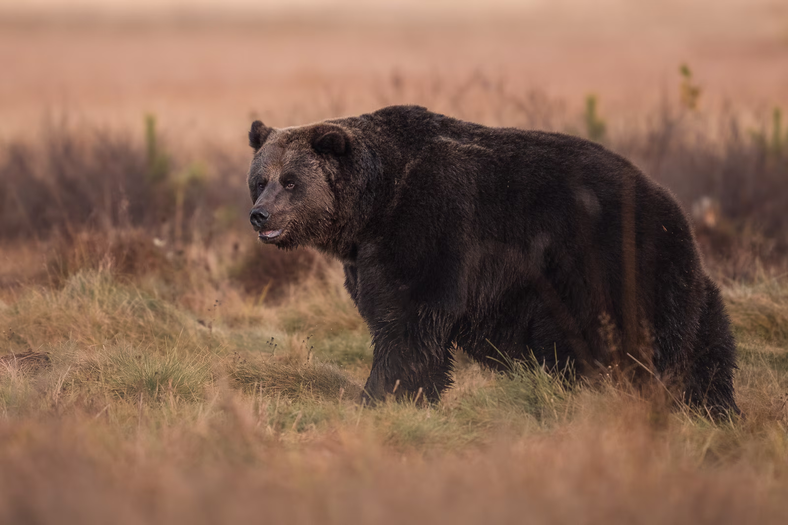 The brown bear wandering on the marsh
