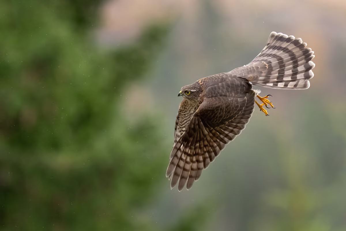Sparrowhawk flying across the forest
