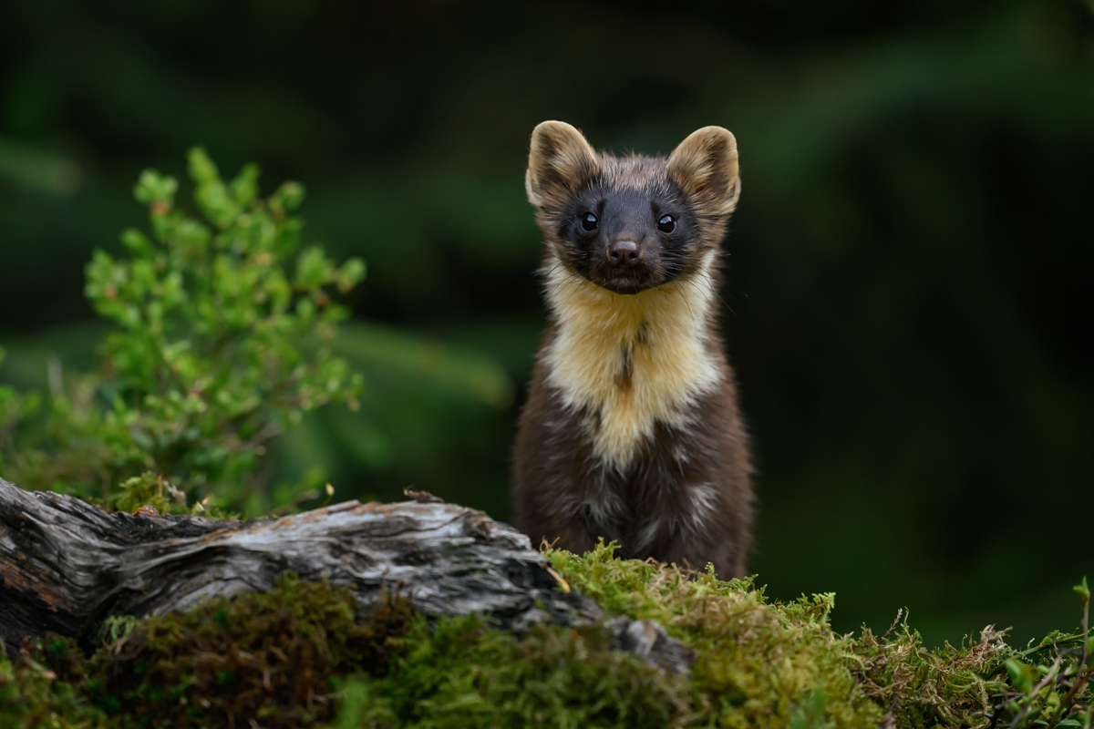 Pine marten appearing from behind the old log
