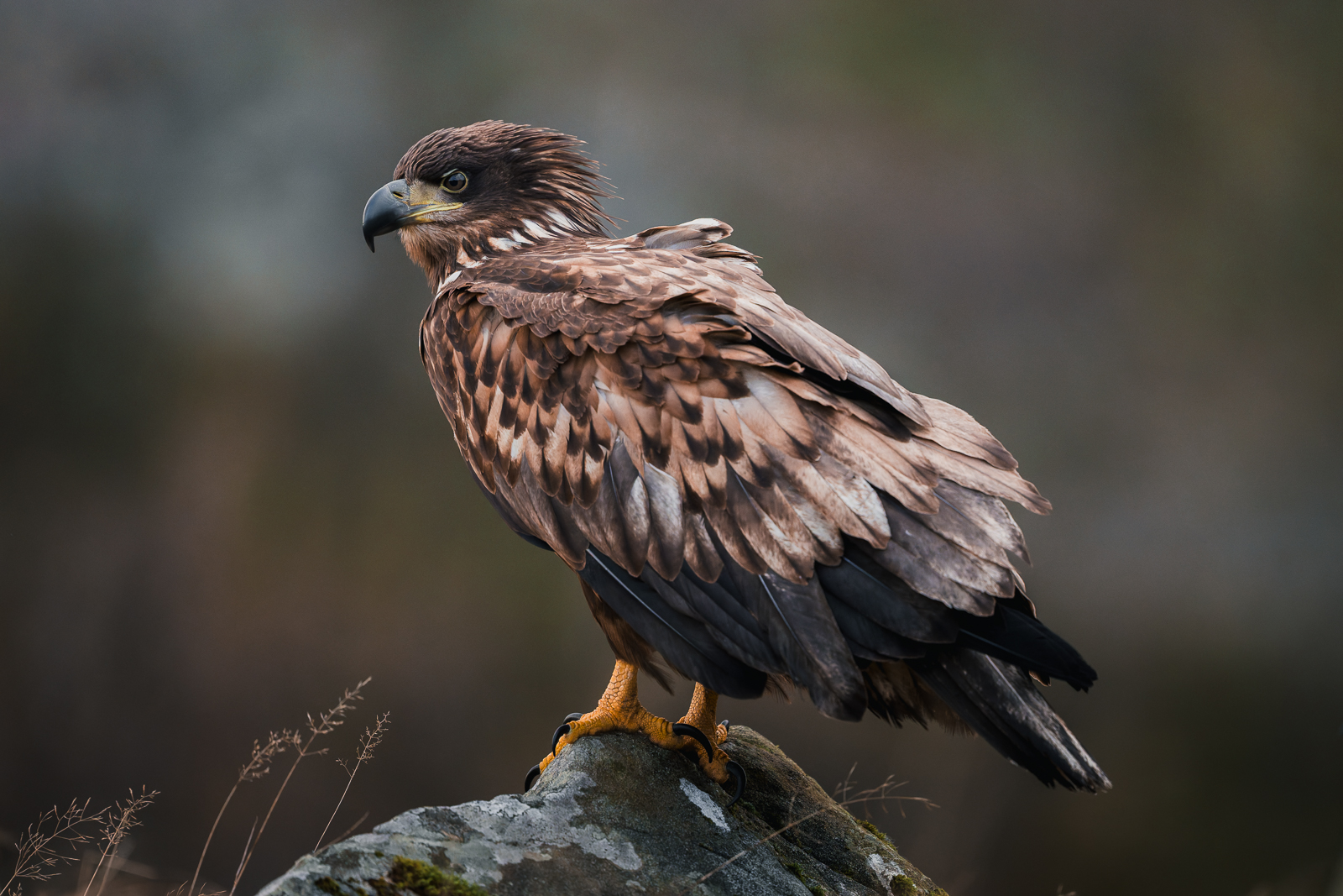 Young white tailed eagle on a rock