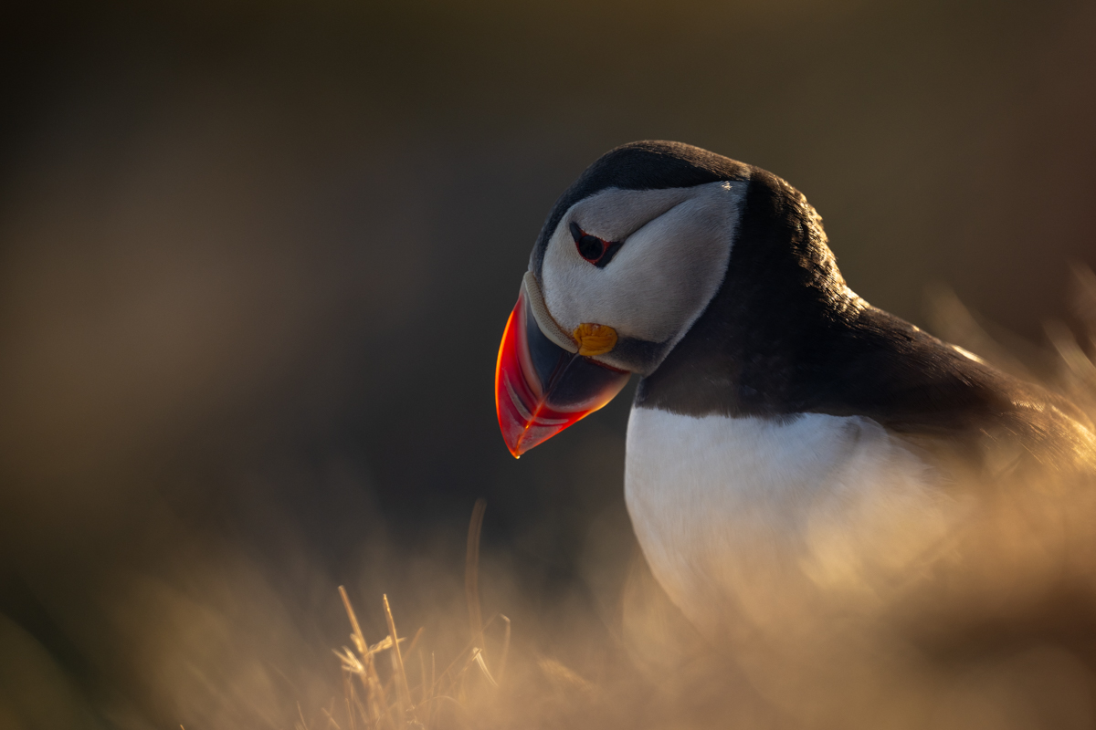 Puffin in evening light