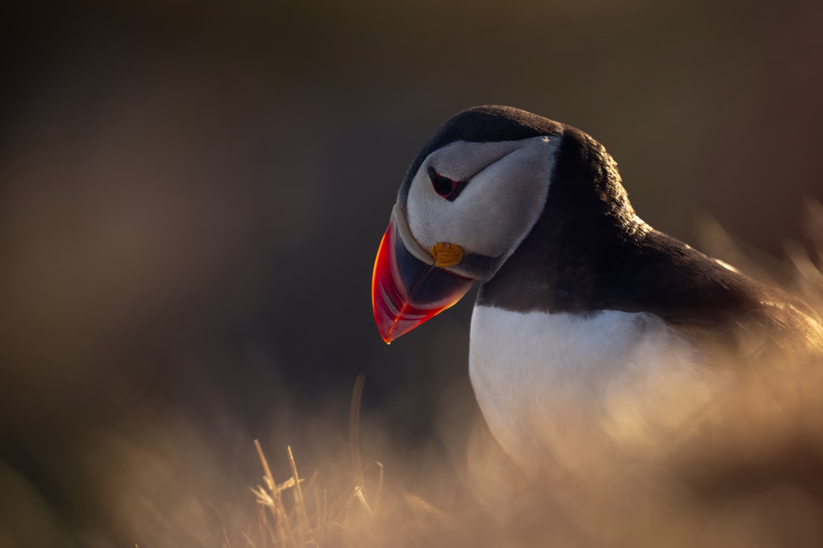 Puffin in evening light