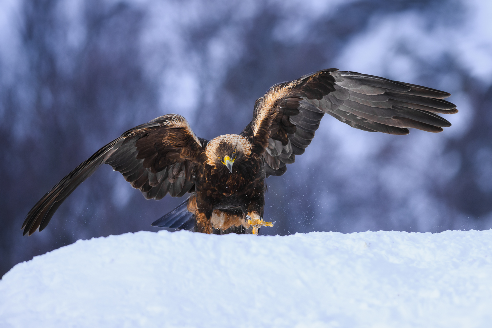Golden eagle on a snowy hill