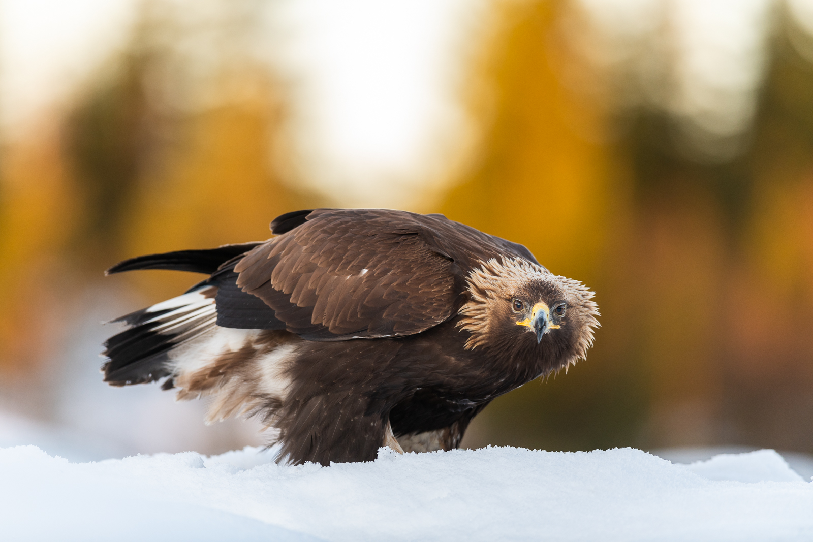 Golden eagle in morning light