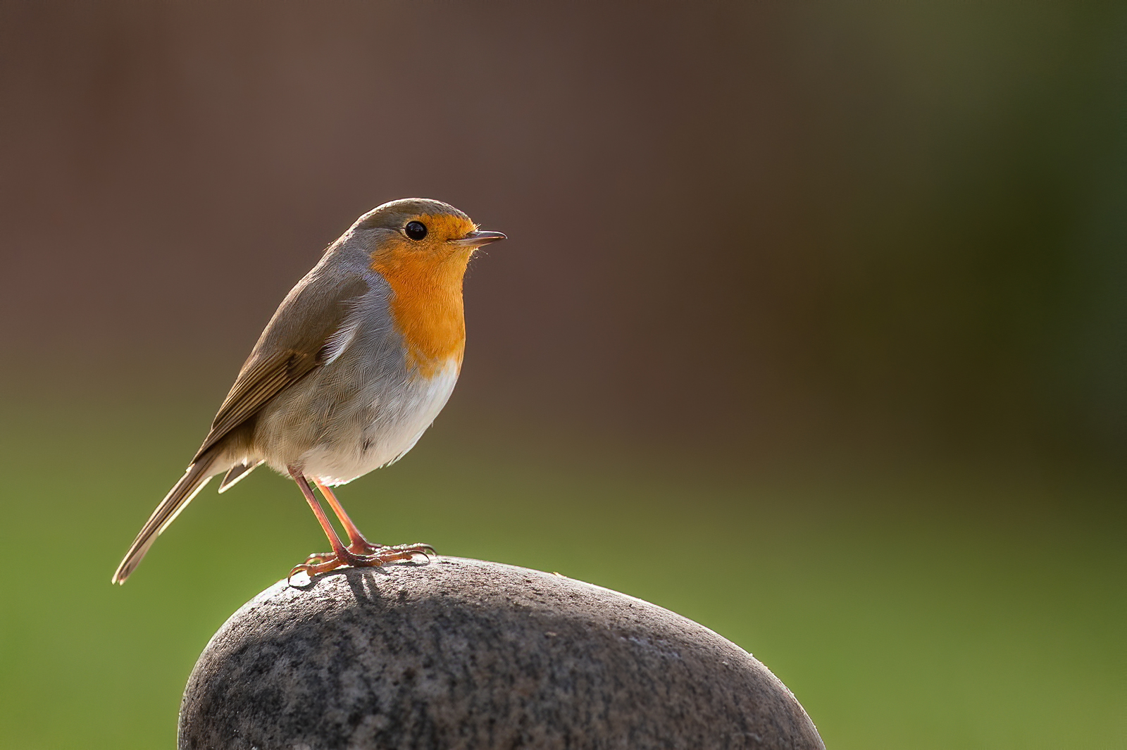 Red robin on round stone