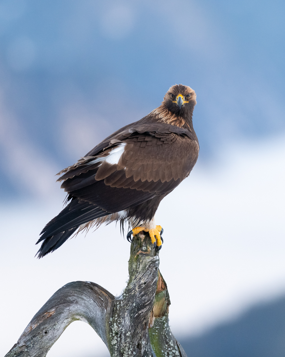 Eye contact with the golden eagle