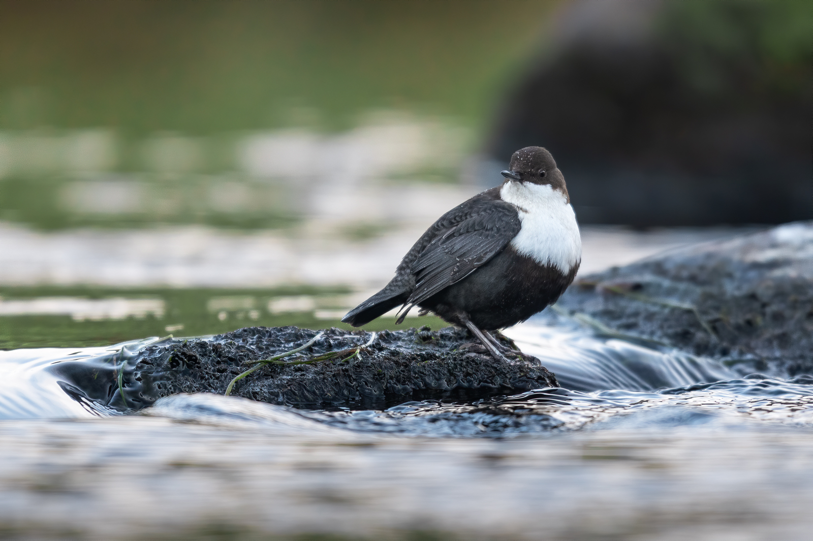 Dipper resting on a stone #2