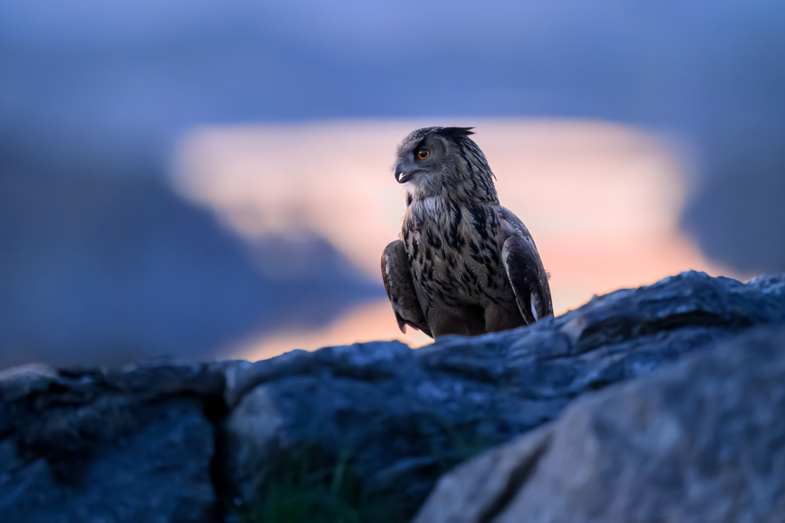 Eagle owl in the coastal landscape