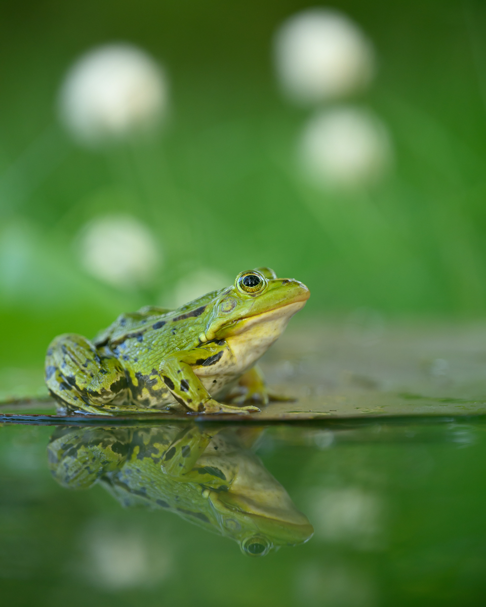 Green frog with cottongrass in the background