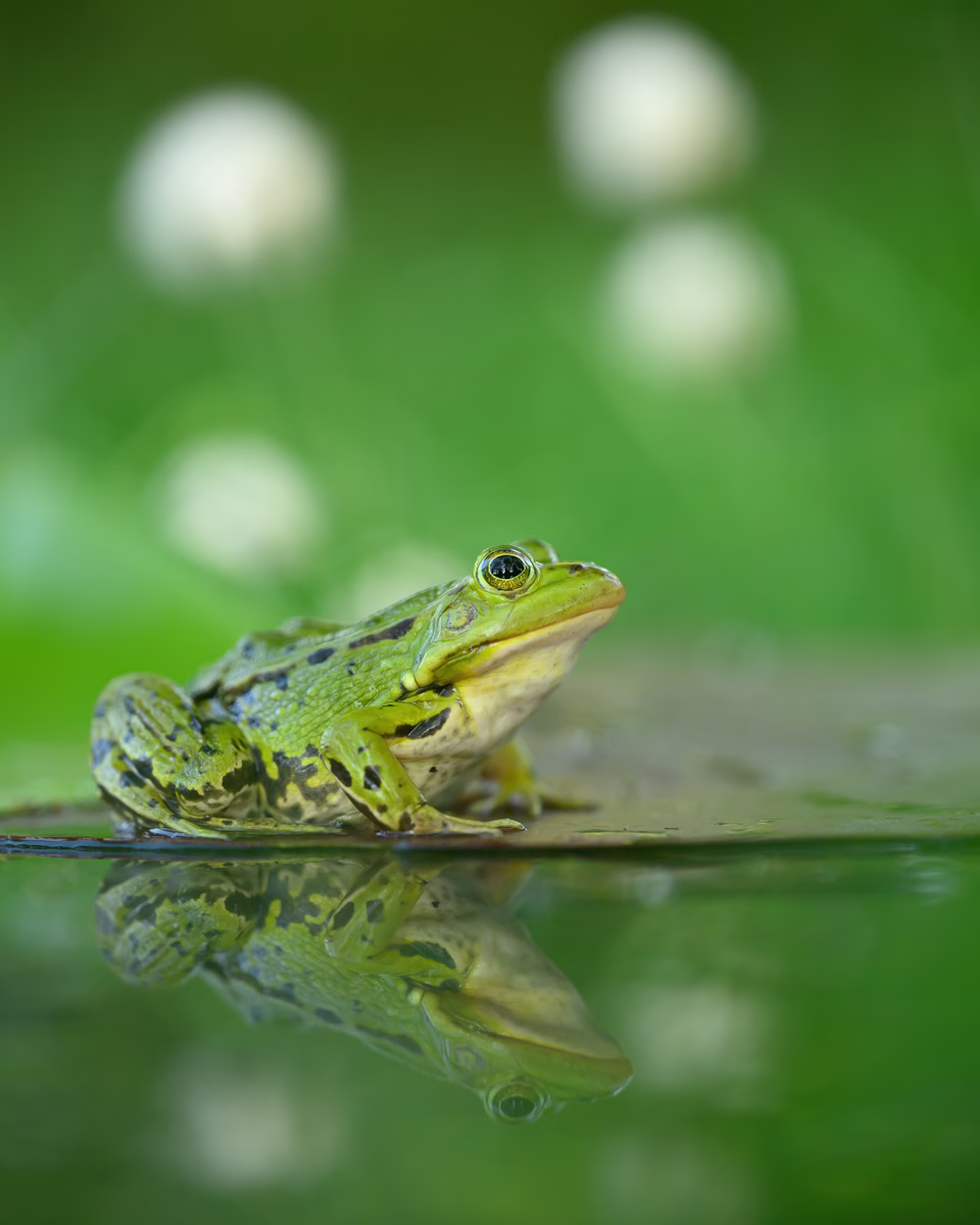 Green frog with cottongrass in the background