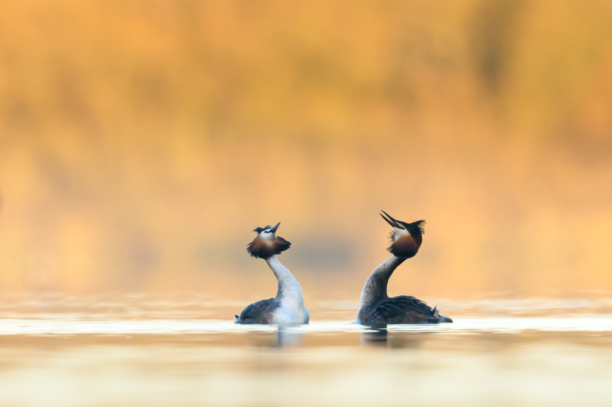 Great crested grebes doing the dance