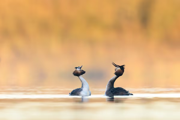 Great crested grebes doing the dance