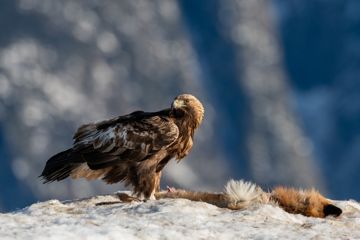 Golden Eagle on top of the mountain