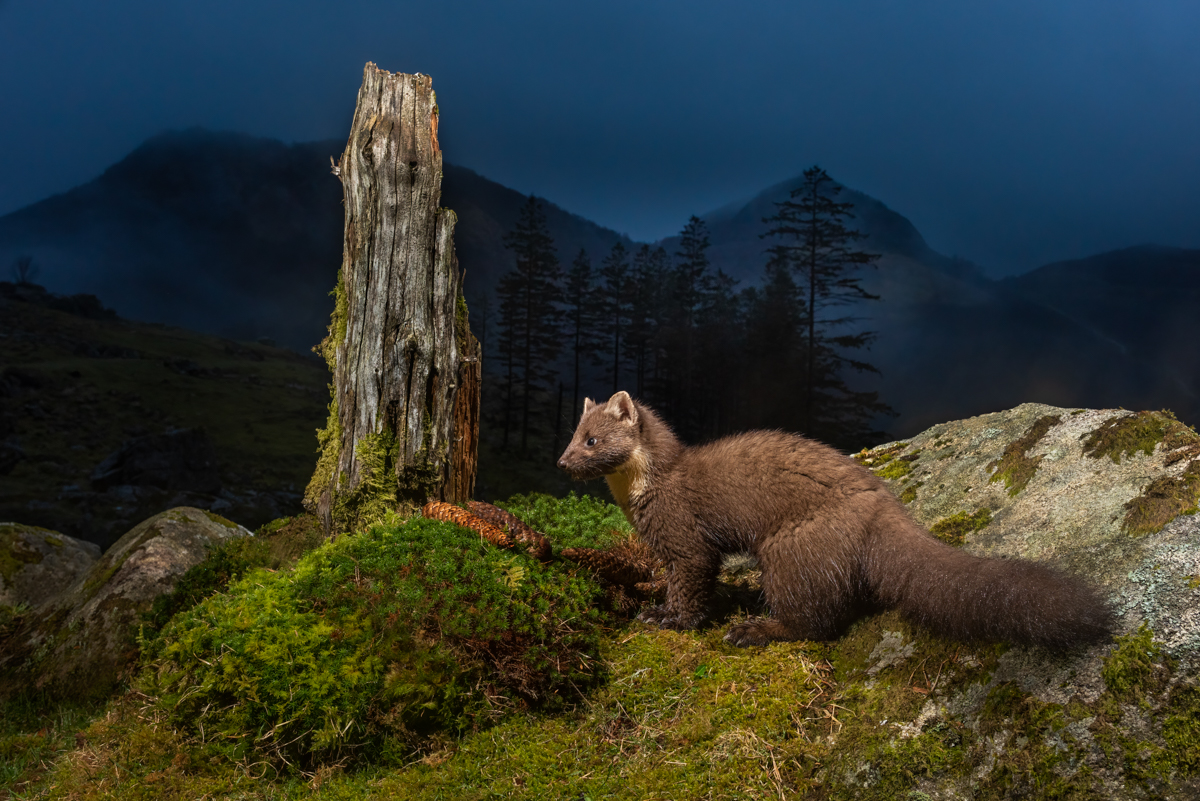 Pine marten in the blue hour