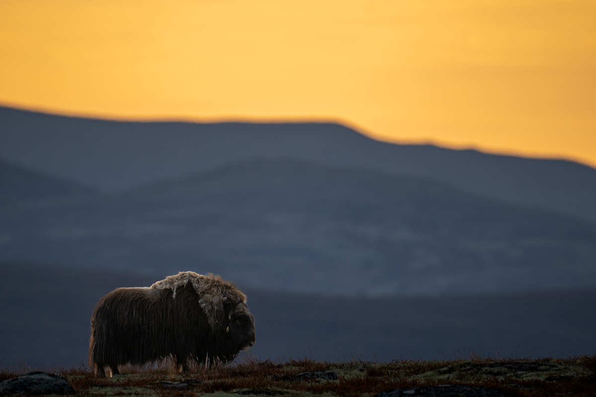 Muskox bull at sunrise