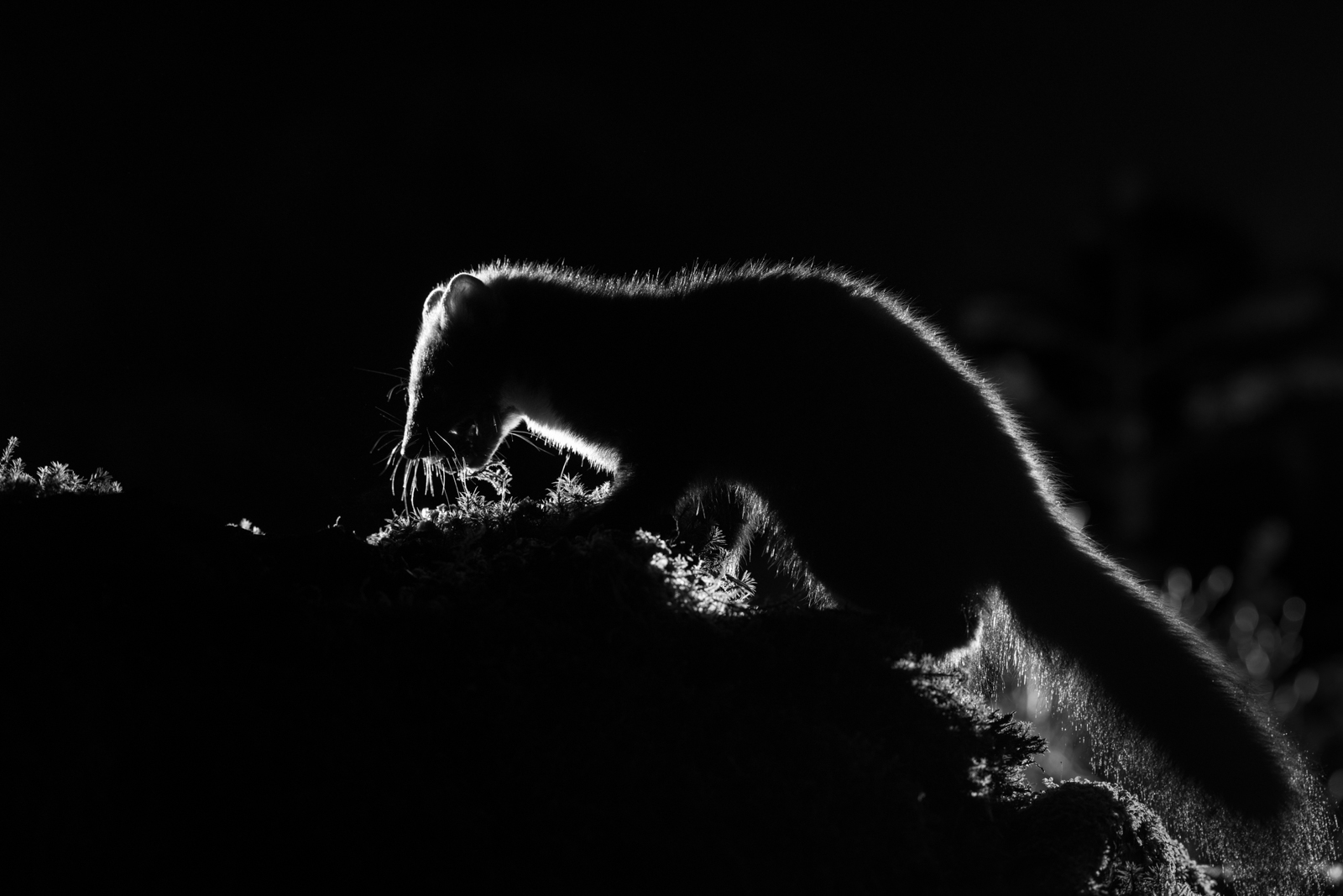 Silhouette of the pine marten