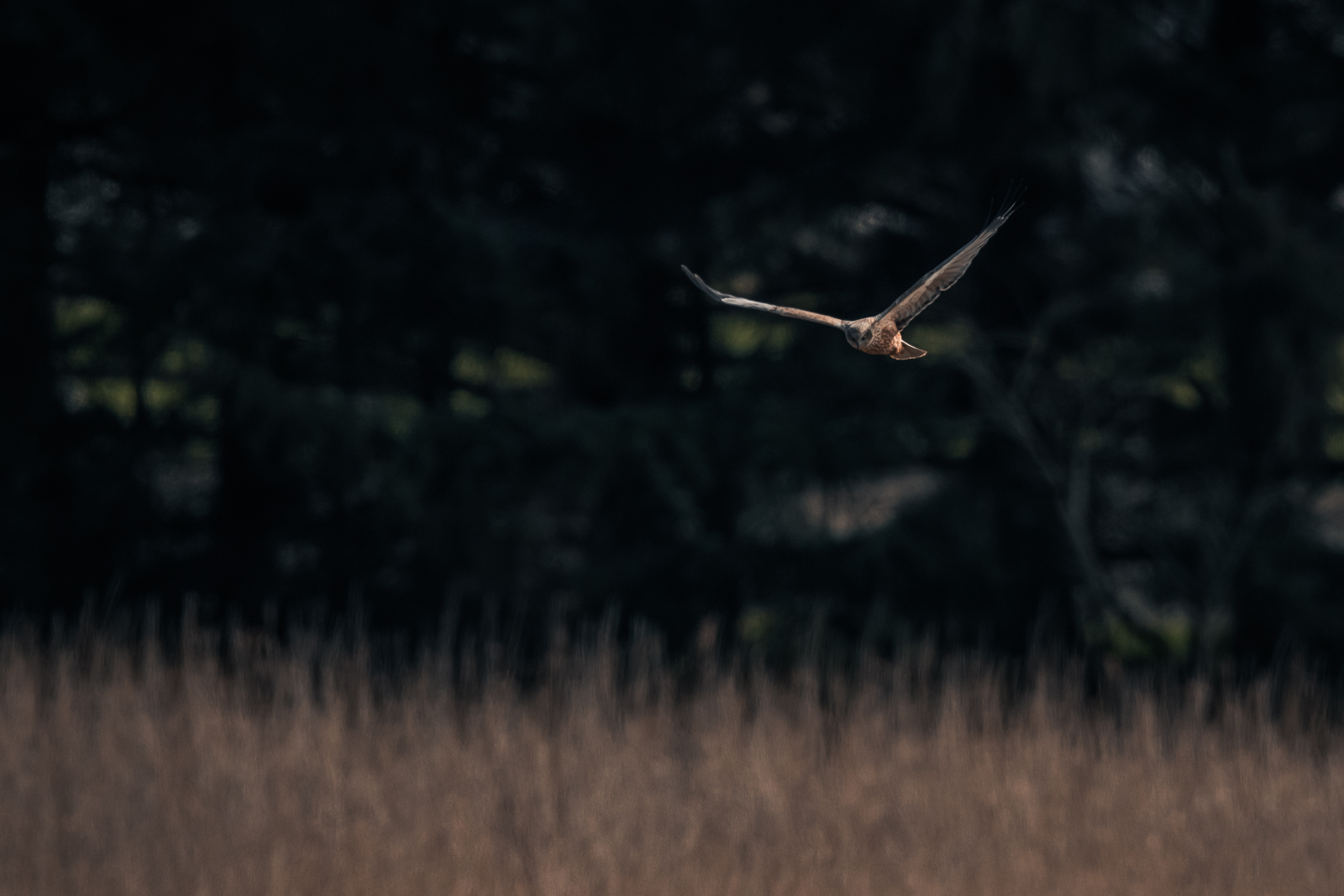 Marsh harrier on the hunt