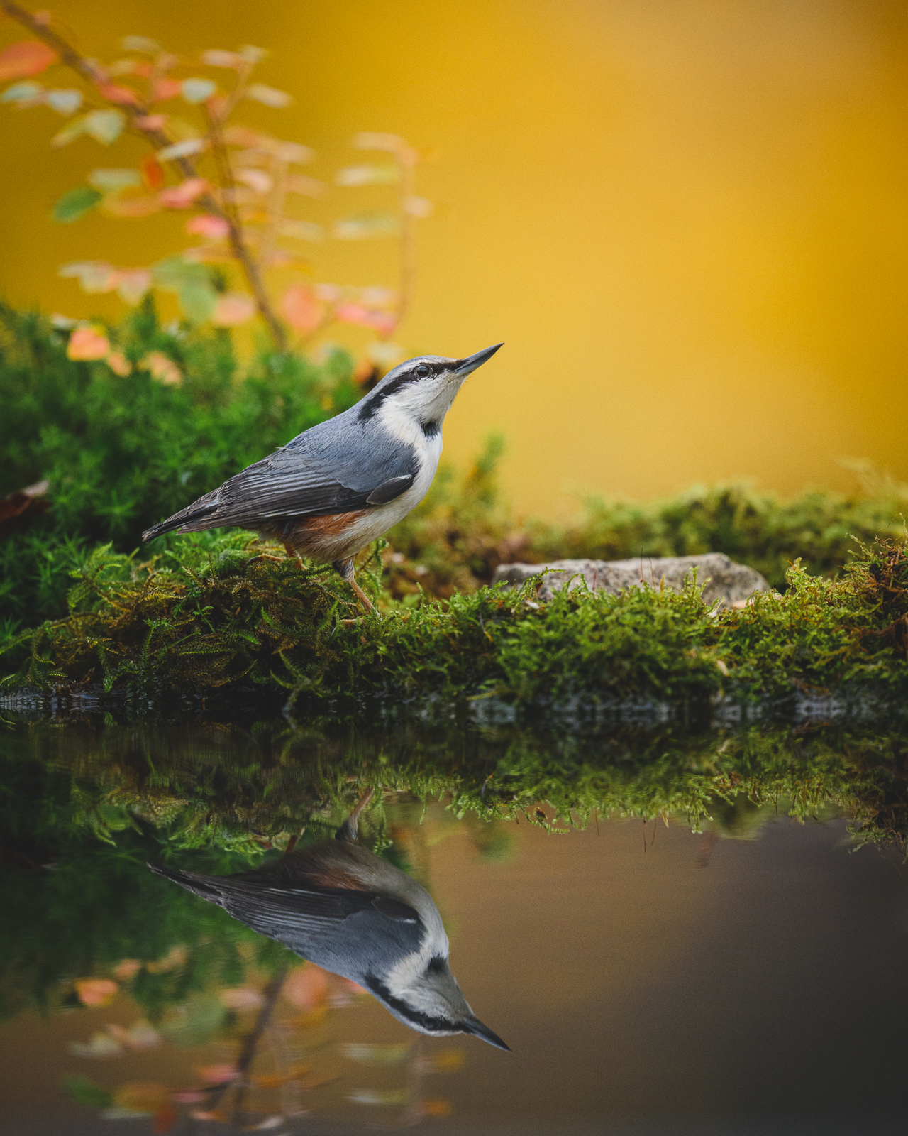 Nuthatch at the reflection pool