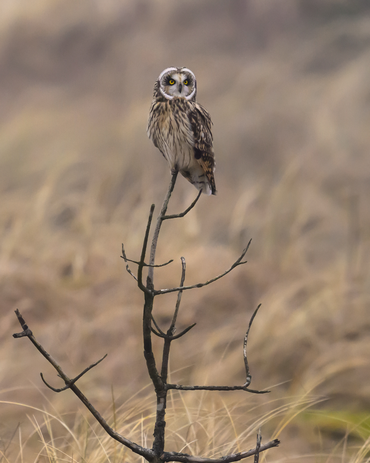 Short-eared owl resting on a dead tree