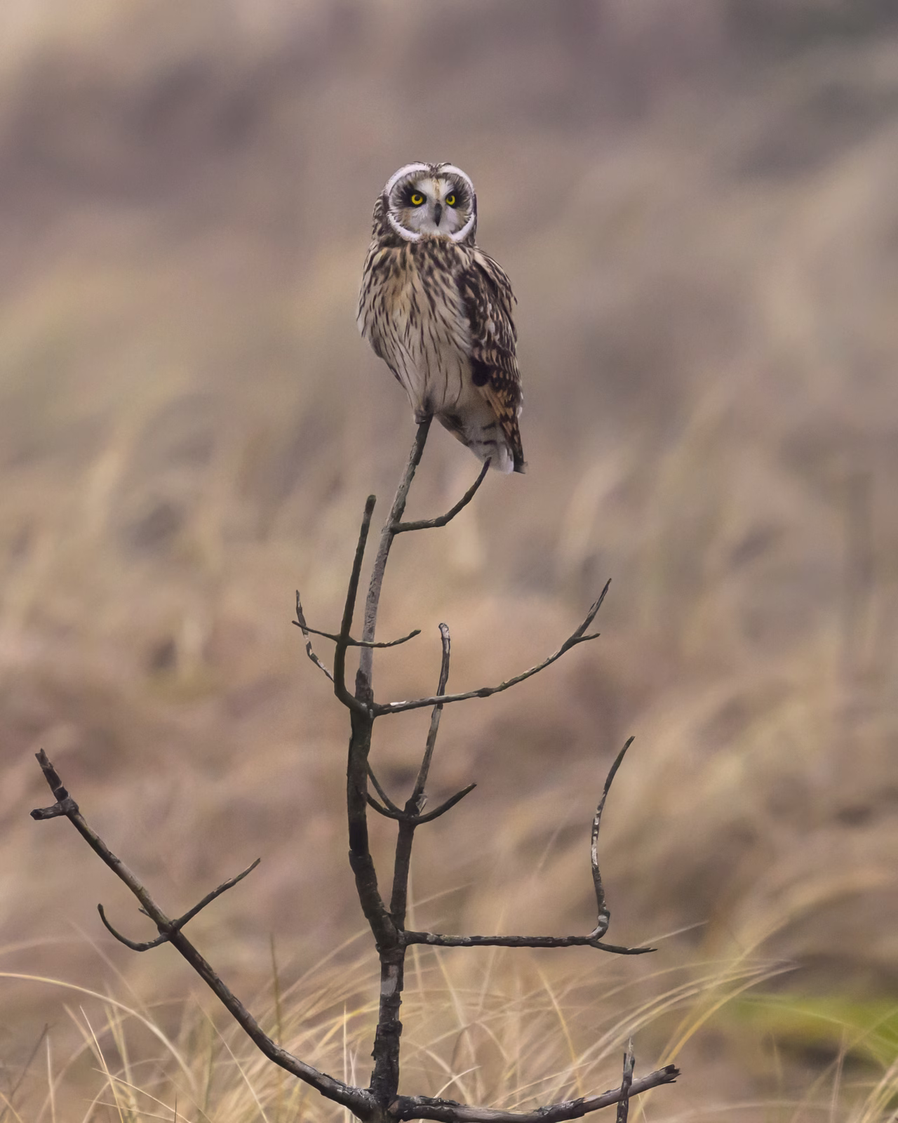 Short-eared owl resting on a dead tree
