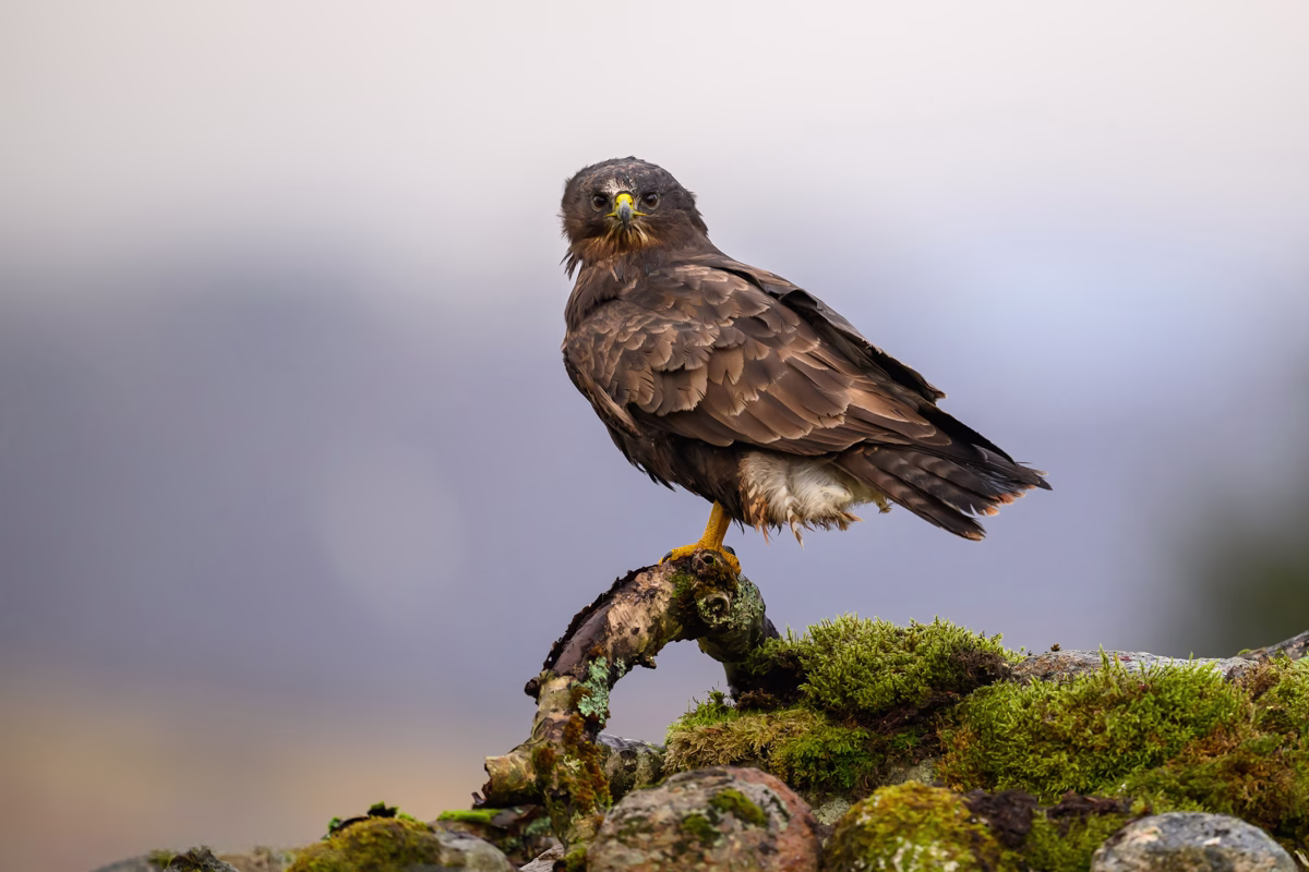 Common buzzard resting on the stone wall