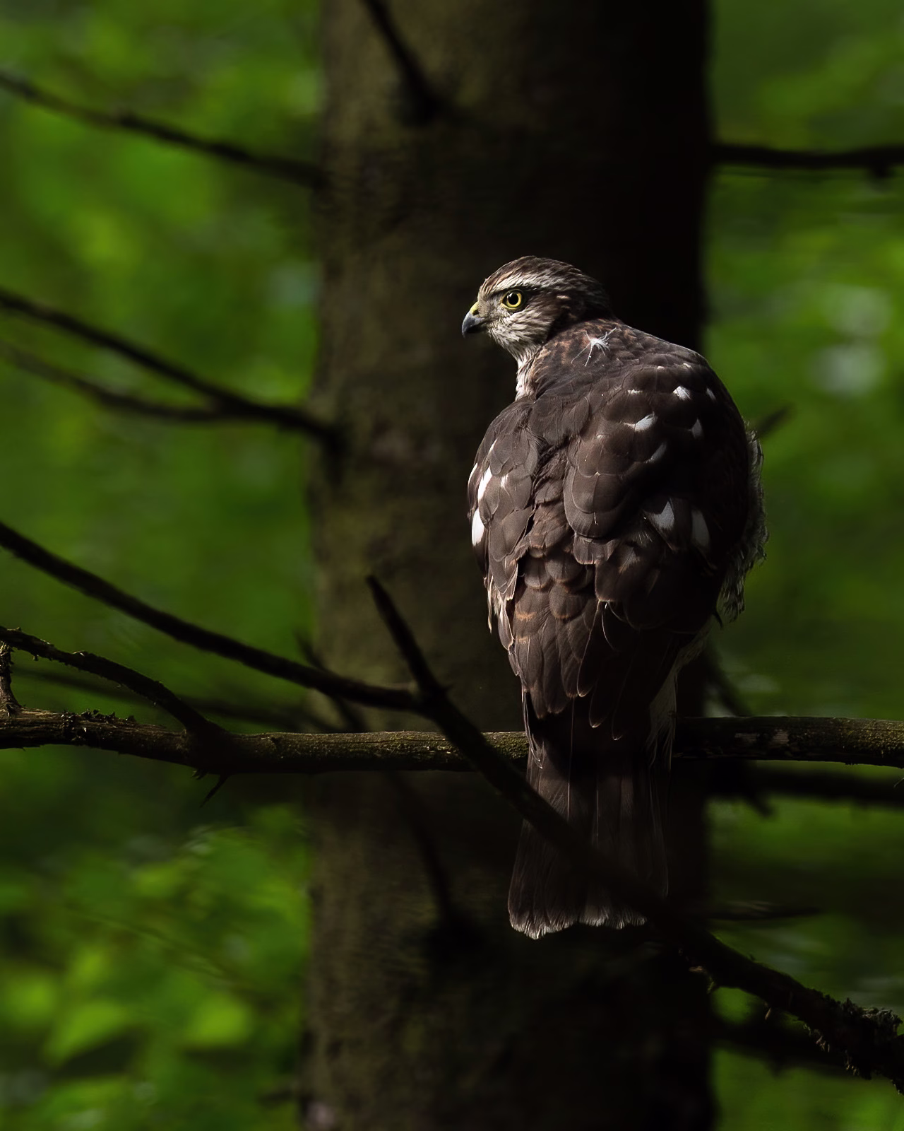 Sparrowhawk in the spotlight