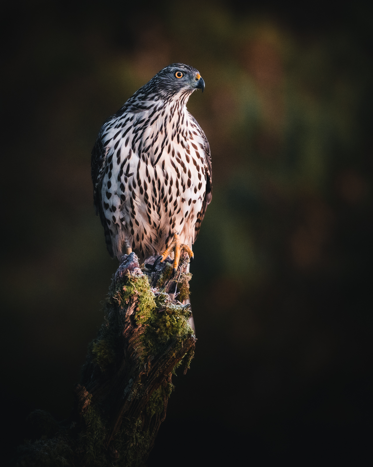 Goshawk in the first morning light