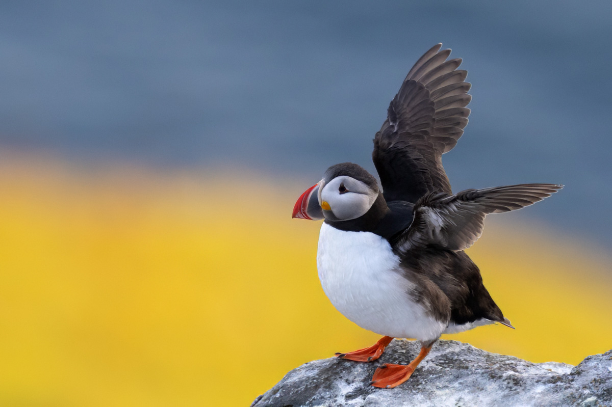 Puffin stretching its wings