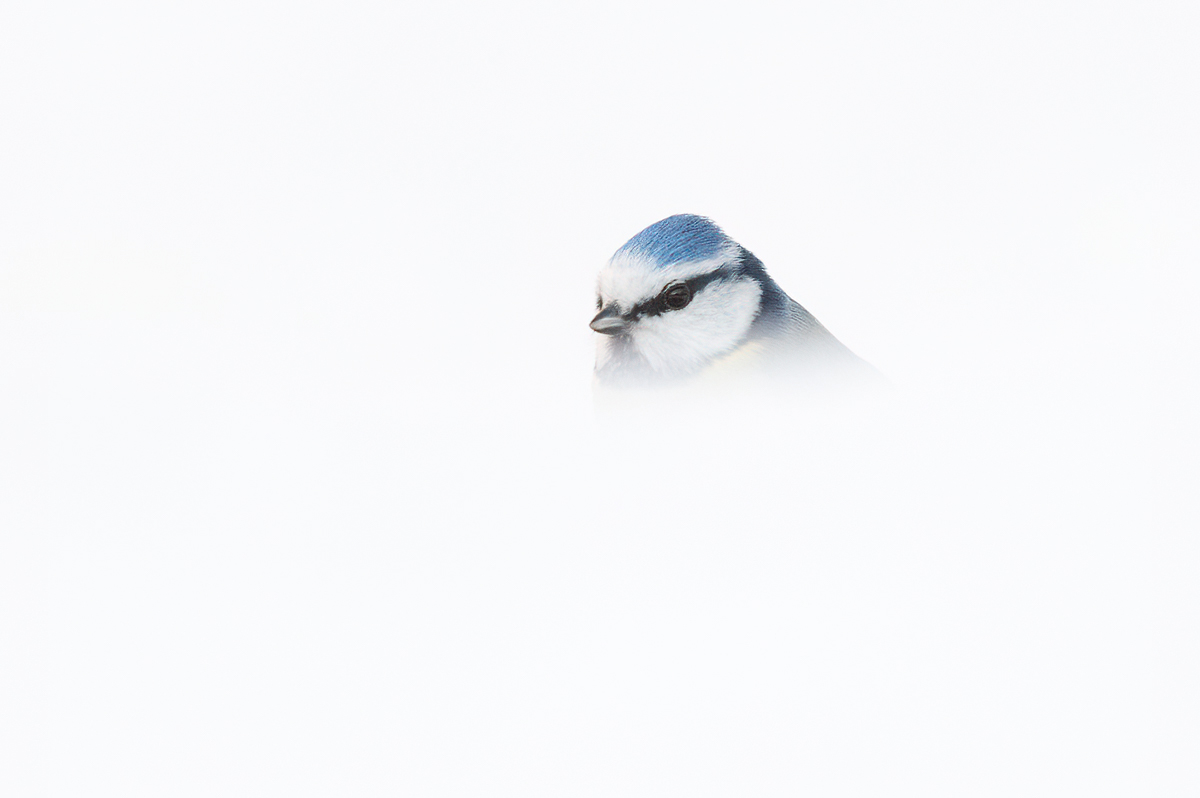 Blue tit in whiteout