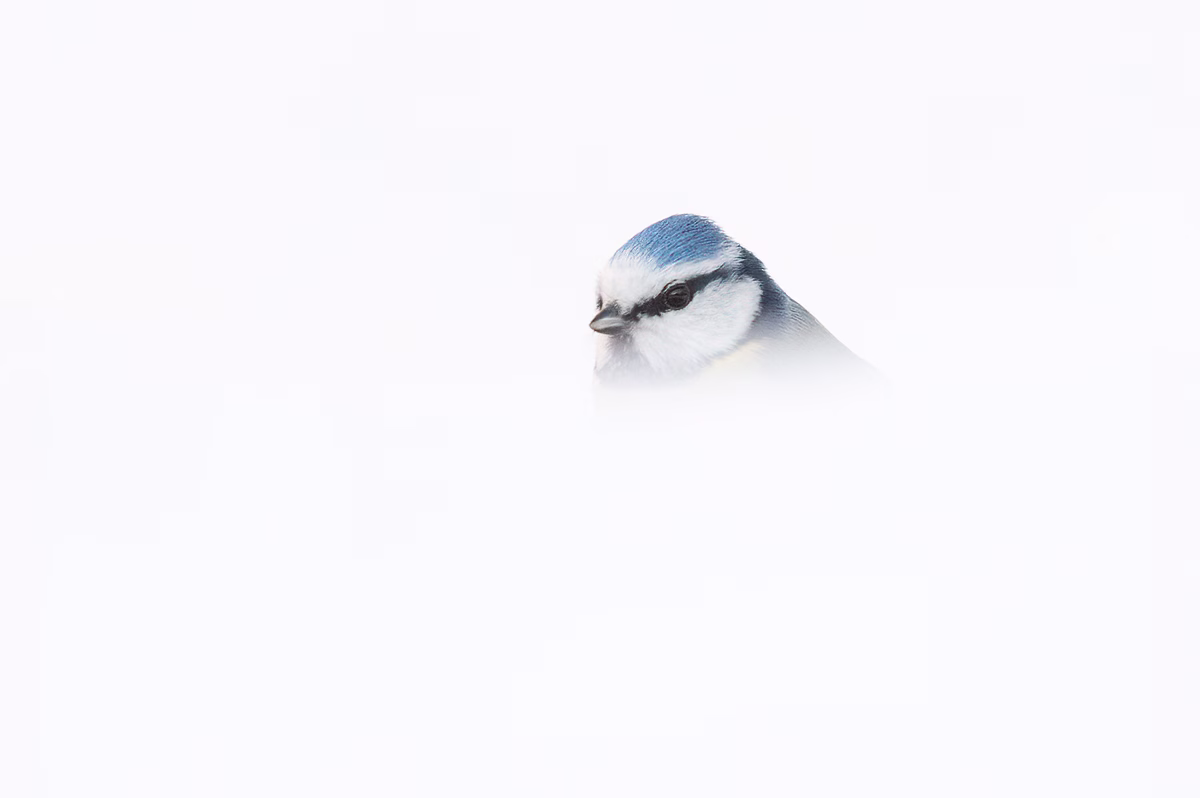 Blue tit in whiteout