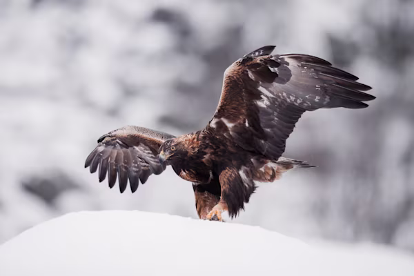 Male adult golden eagle in the snow