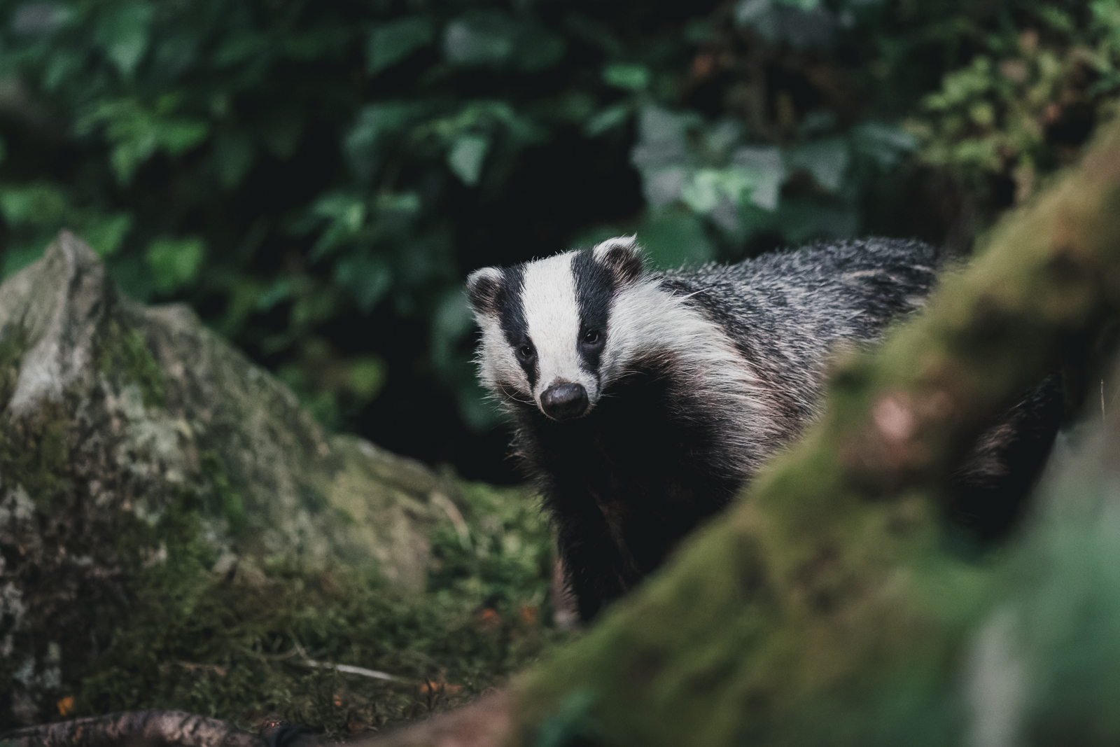Badger in the evening forest